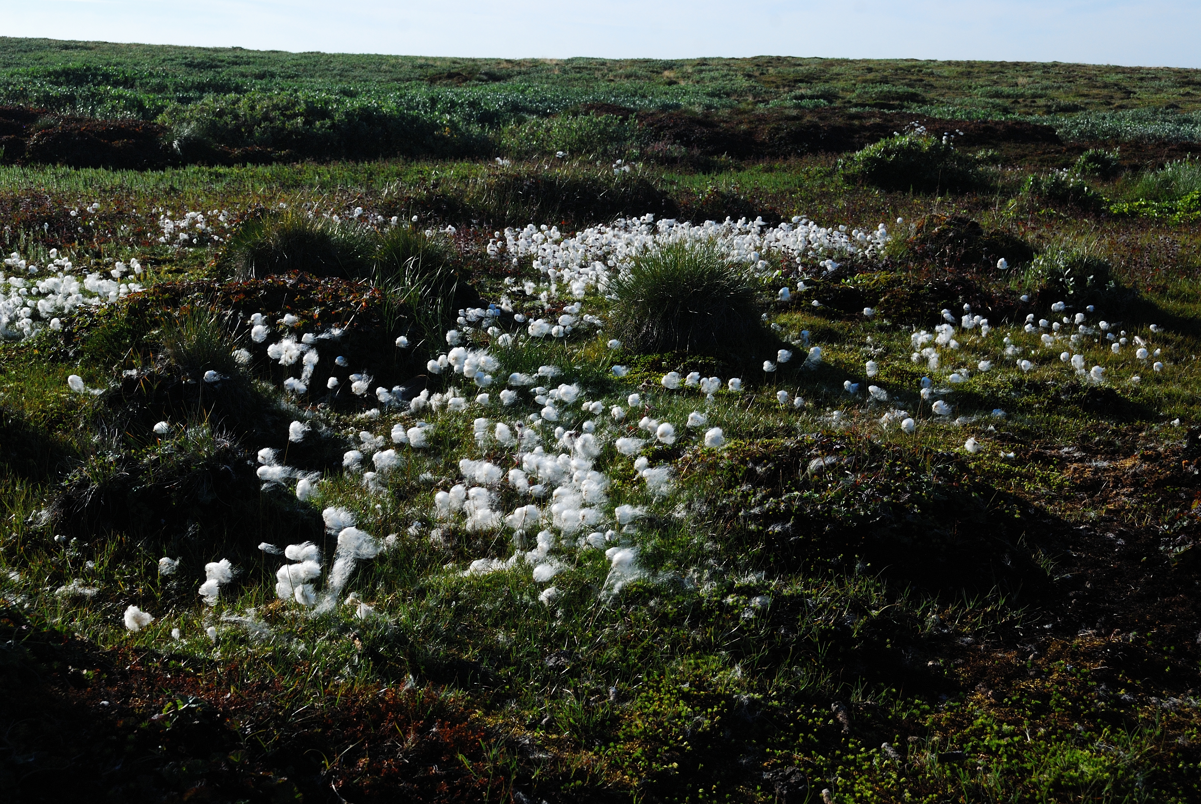 Moorland | FEAL eAtlas