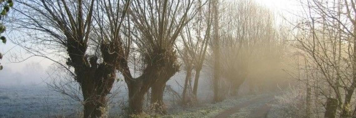 Willow trees left and right to endlose grasslands (meadows) in North-West Germany, Lower Rhein near Duisburg, Alexandra KRUSE 2005
