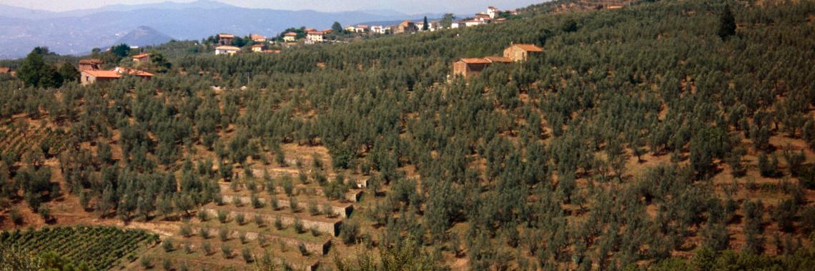 Old overgrown Coltura Promiscua fields close to new very intensive orchards, Vinci, Italy (Photo: Alexandra KRUSE 1999) Coltura Promiscua