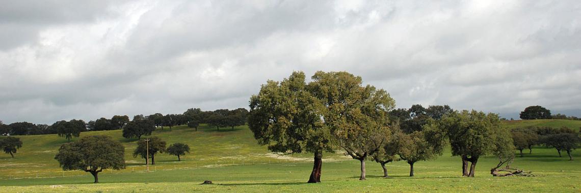 Dehesas en Plascencis, Españgna. (Photo: Csaba CENTERI 2010) Dehesas