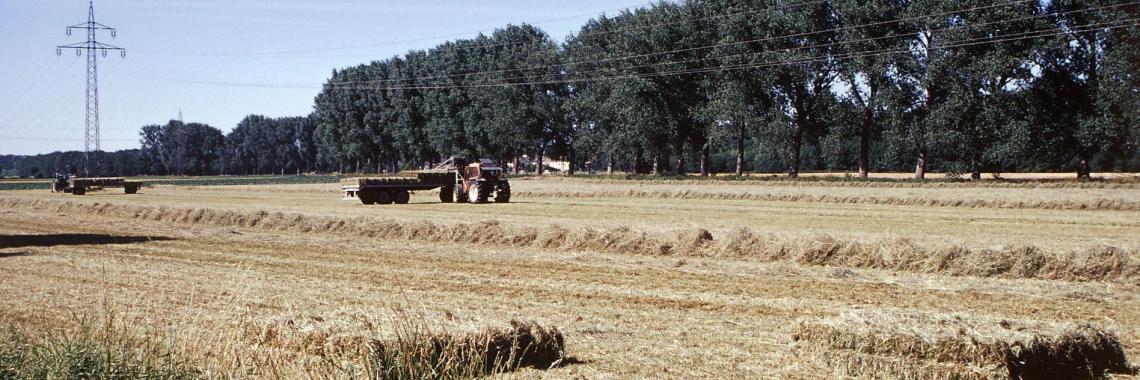 Trees which forms more a border between pathes and fields than an enclosure for fields. Western Germany, Erftkreis, Alexandra KRUSE 2003