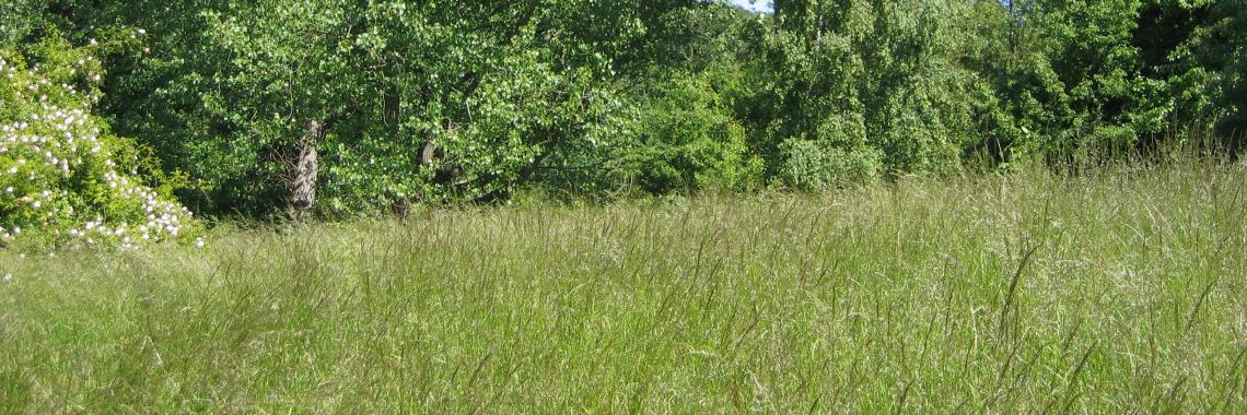 Lúka (Fotografia: Alexandra Kruse, Isle of Vilm/Nemecko, 2005) Lúka