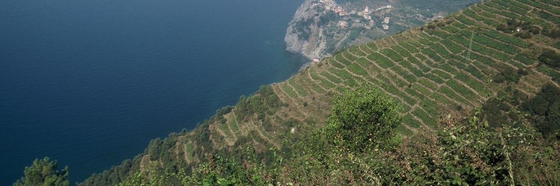 Costa escarpada del parque nacional de Cinque Terre, Italia (Foto: Csaba CENTERI 1997) Cultivo en Terrazas