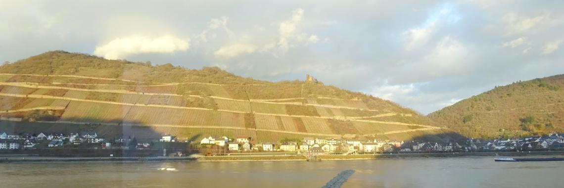 Wine production along the river Rhine: Very steep slopes, not really terraces – to be discussed if it will be counted as terraces or not. If not, the extent of the appearance of terraces in Germany will shrink enormously. Source: Alexandra Kruse 2015