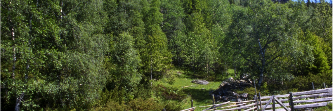 Combined stone wall and wooden fence in Hemsedal, E-Norway (Photo: Oskar Puschmann / NIBIO)