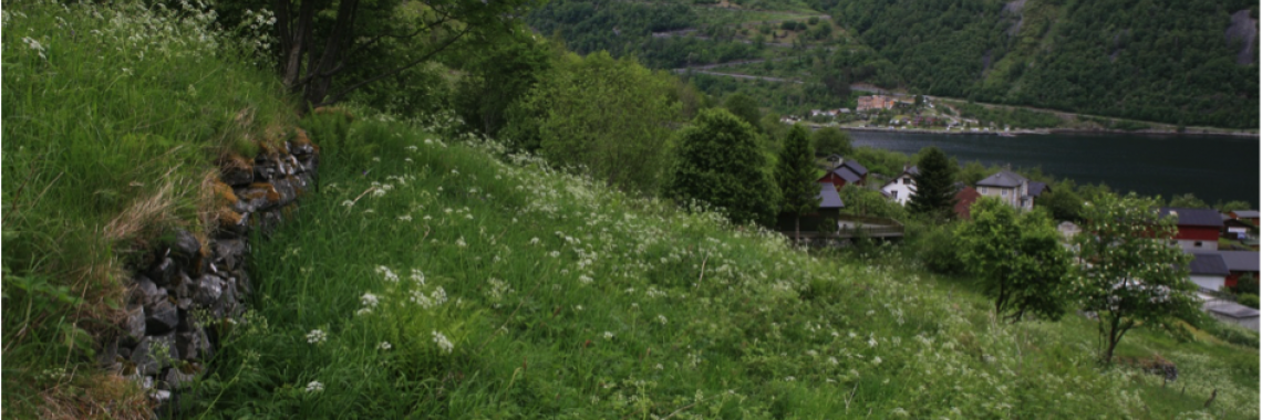 Abandoned farmland terraces at Geiranger, West-Norway (Photo: O.Puschmann / NIBIO)