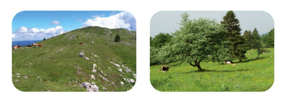 The four types of wooded grasslands