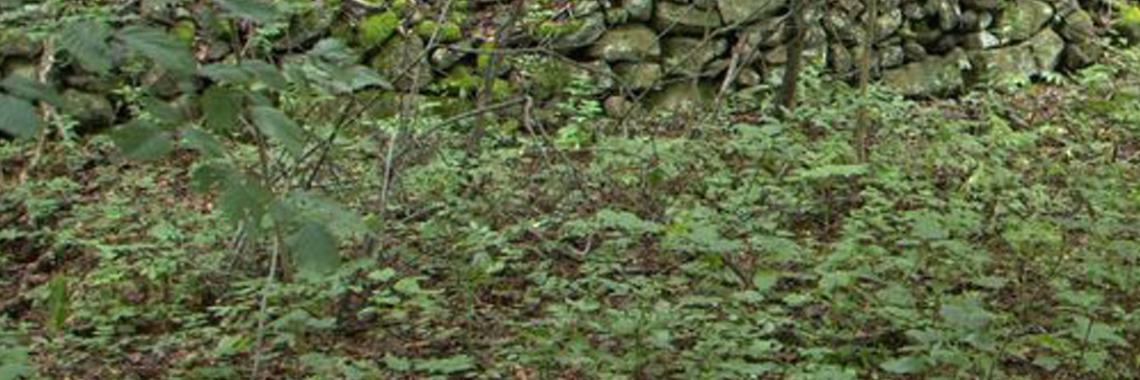 Enclosed field in Stara Huta in Slovakia