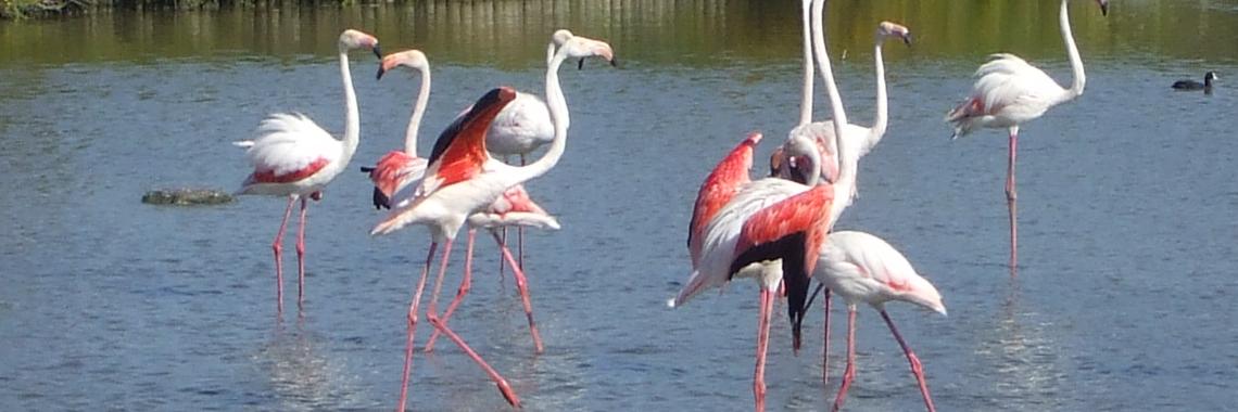 Greater flamingos in Camargue