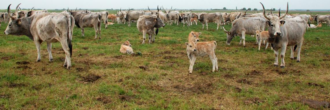 Extenso pasto con ganado húngaro gris antiguo, Parque Nacional Balaton Upland, Hungría (Foto: Csaba CENTERI 2007) Pastos (Pastizal)