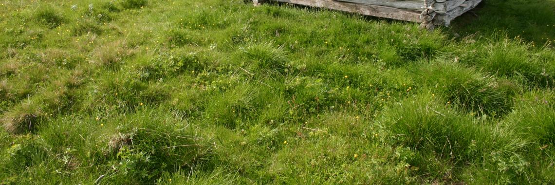 Hay barn out of timber in Os municipality, East-Norway (Photo: Yngve Rekdal / NIBIO).