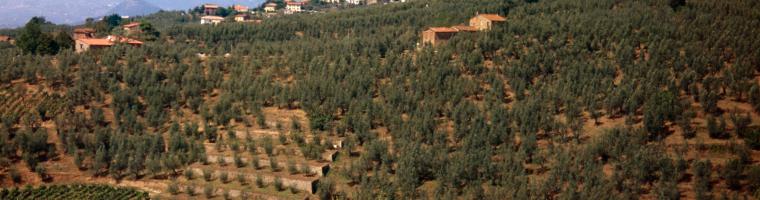 Old overgrown Coltura Promiscua fields close to new very intensive orchards, Vinci, Italy (Photo: Alexandra KRUSE 1999) Coltura Promiscua