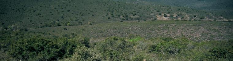 Mediterranean open land with some single trees and bushes, Spain (Photo: Csaba CENTERI 2002, Cabañeros National Park) Mediterranean open land